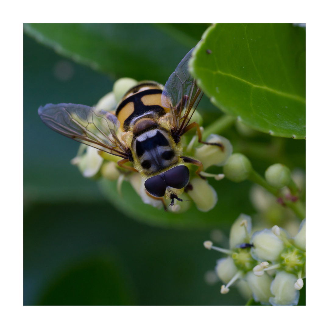 Schwebfliege mit wunderbarer Zeichnung