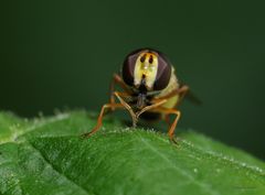 Schwebfliege mt aktiver Zunge