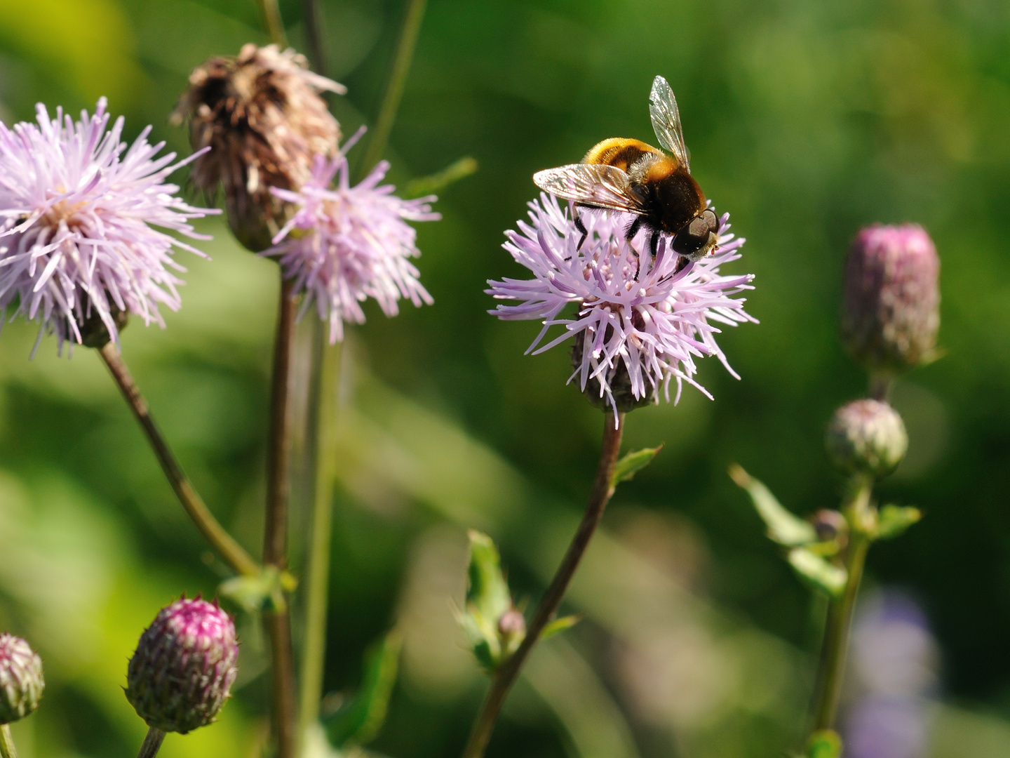 Schwebfliege nach aktueller Hummelmode eingekleidet