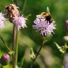 Schwebfliege nach aktueller Hummelmode eingekleidet