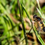 "SCHWEBFLIEGE" - nehm ich an?