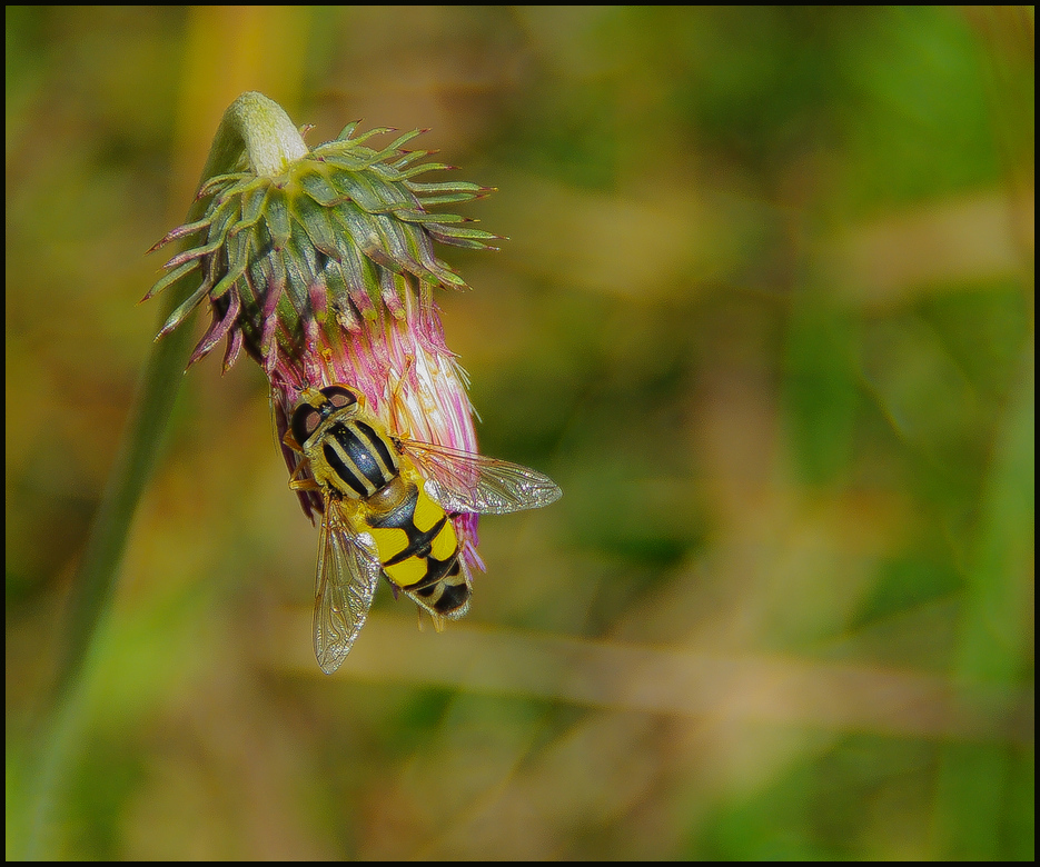 Schwebfliege oder ?