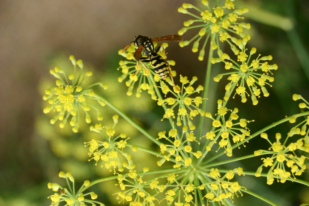 Schwebfliege oder Wespe? Wilder Fenchel oder eine andere Pflanze? Wer kennt sich aus?