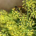 Schwebfliege oder Wespe? Wilder Fenchel oder eine andere Pflanze? Wer kennt sich aus?