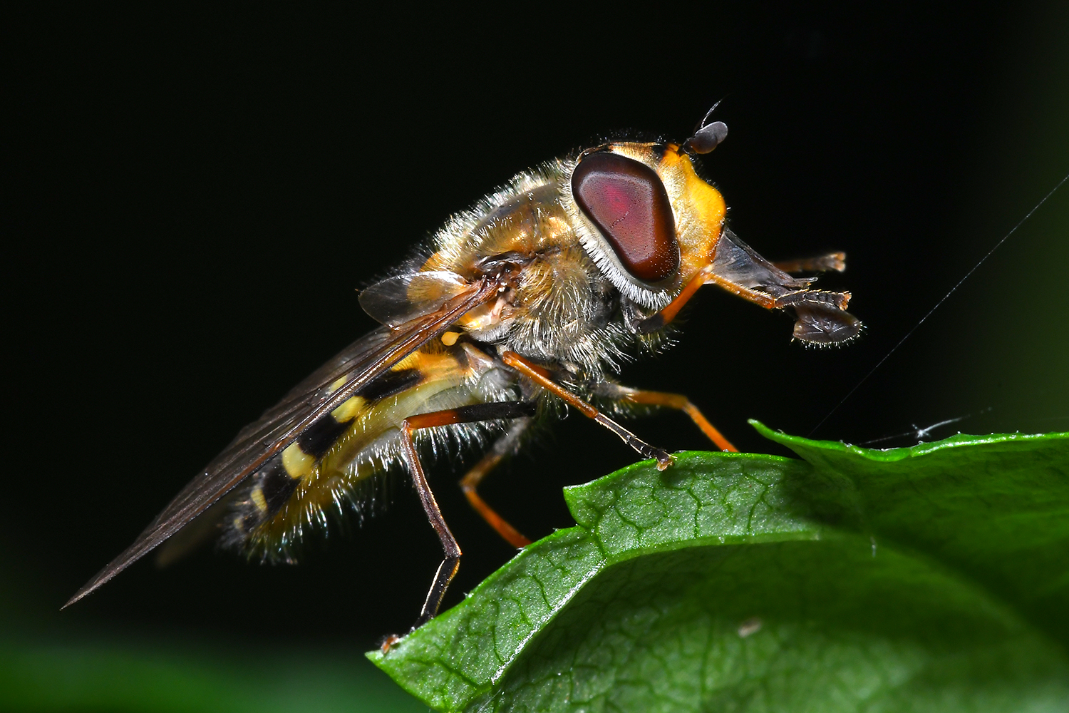 Schwebfliege ohne Namen