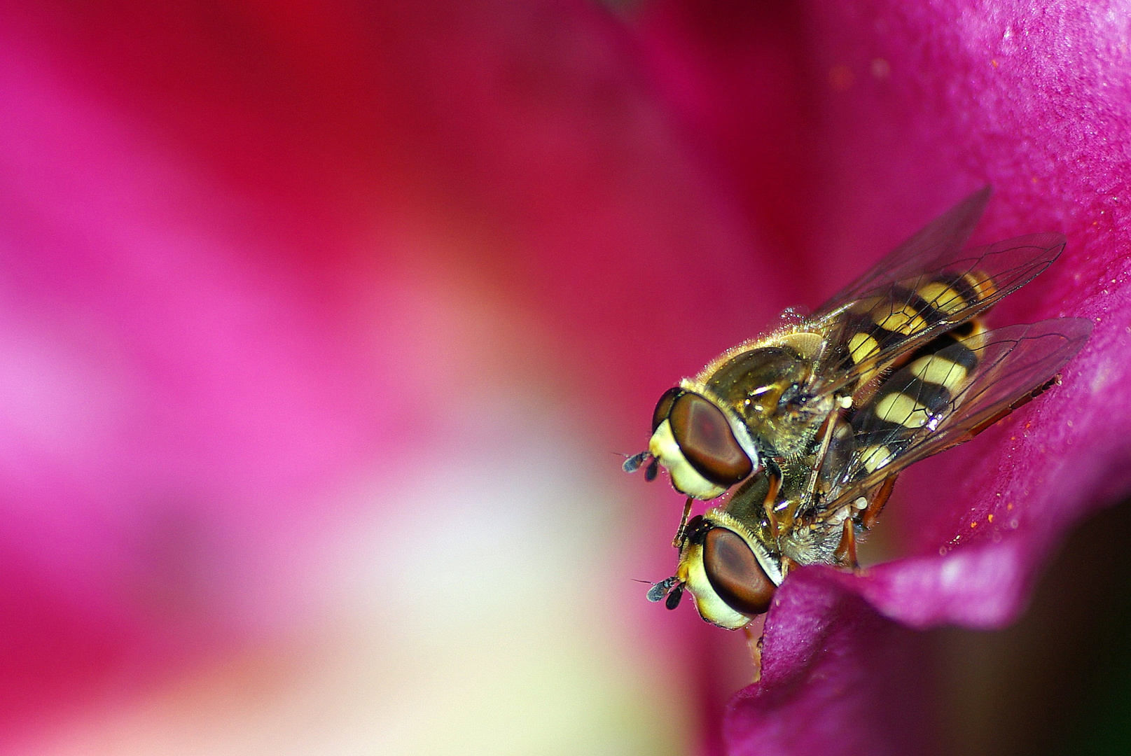 Schwebfliege paart sich