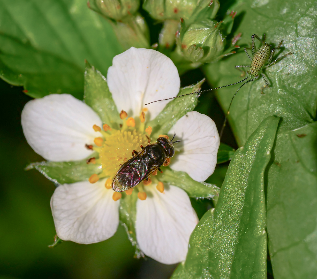 Schwebfliege Pipizella viduata