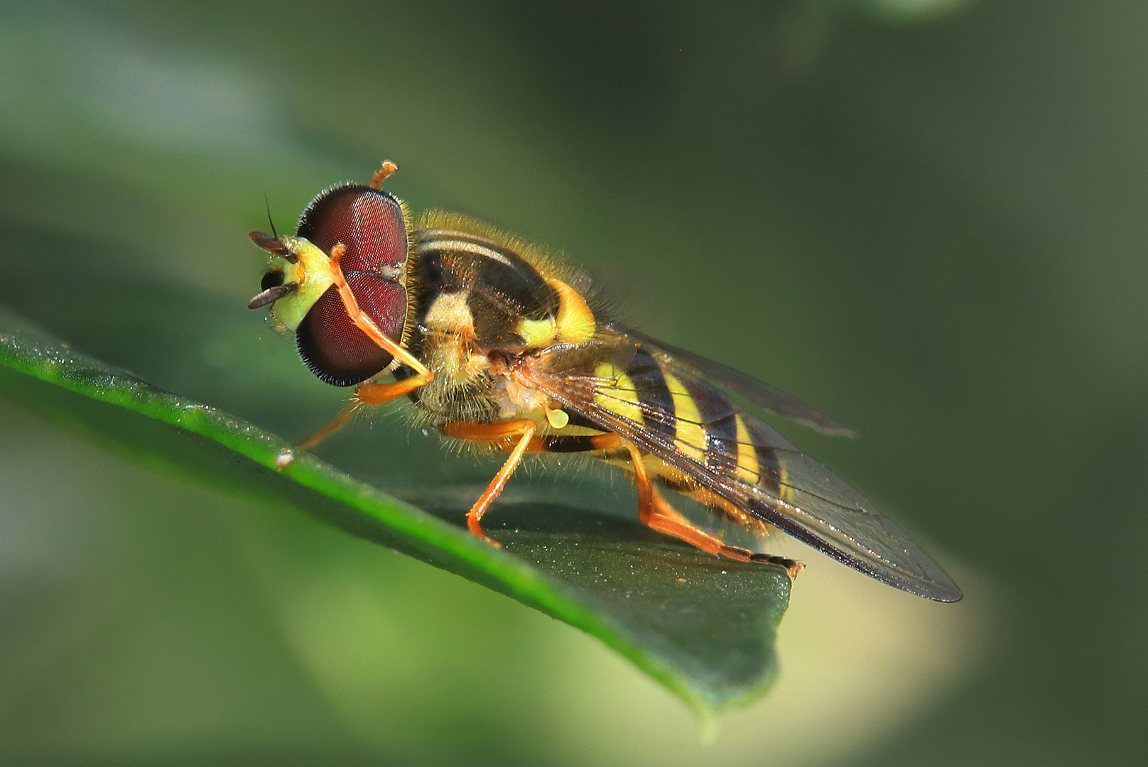 Schwebfliege, putzt ihre großen Facettenaugen 