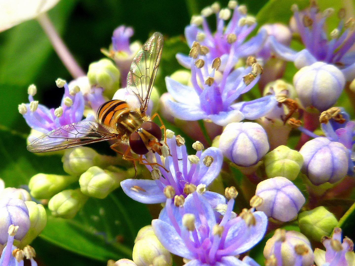 Schwebfliege rastet