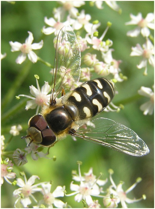 Schwebfliege, Scaeva pyrastri