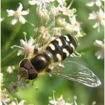 Schwebfliege, Scaeva pyrastri