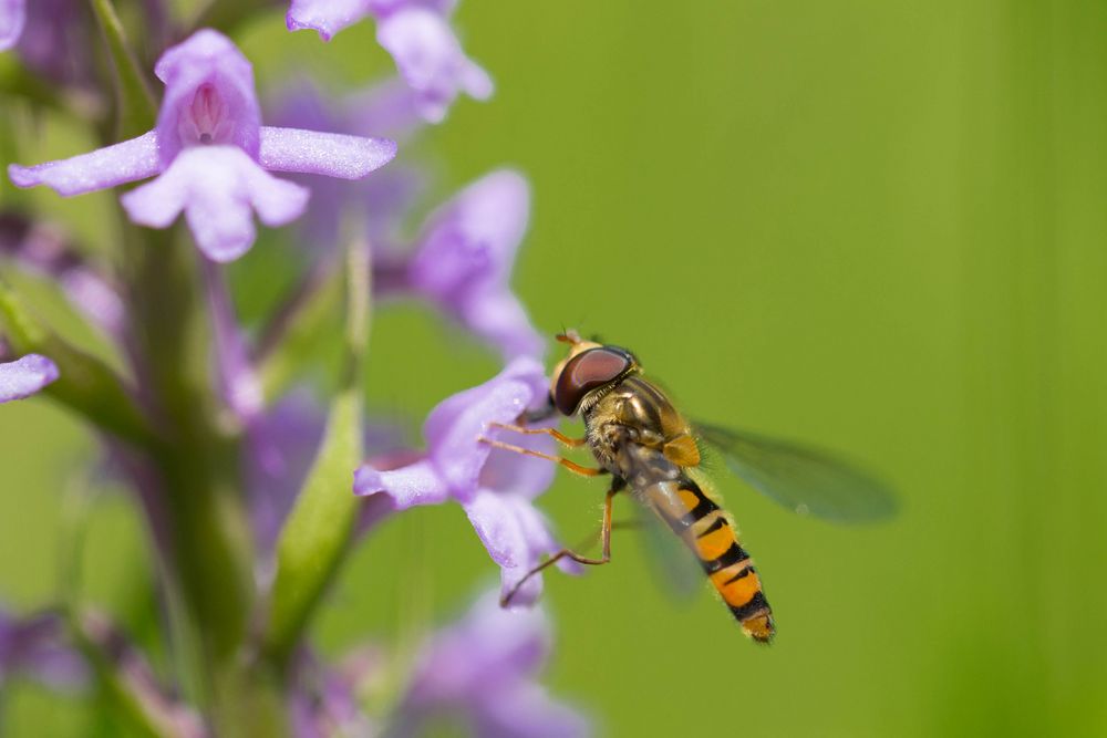 Schwebfliege schleckt Honig an einer Mücken-Händelwurz