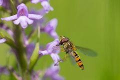 Schwebfliege schleckt Honig an einer Mücken-Händelwurz