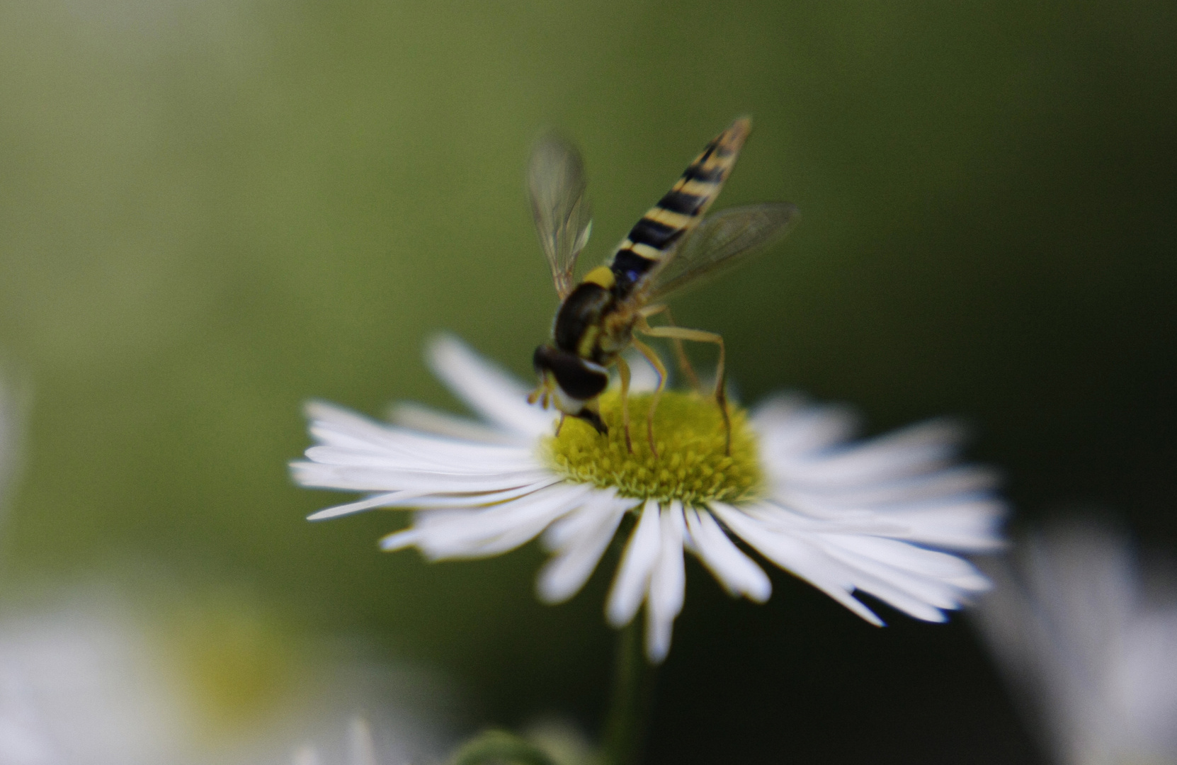 Schwebfliege schweb