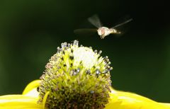 Schwebfliege schwirrt an Sonnenhut