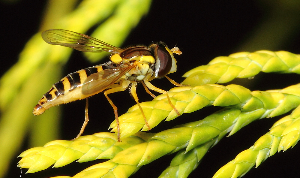 Schwebfliege Seitenporträt