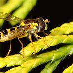 Schwebfliege Seitenporträt