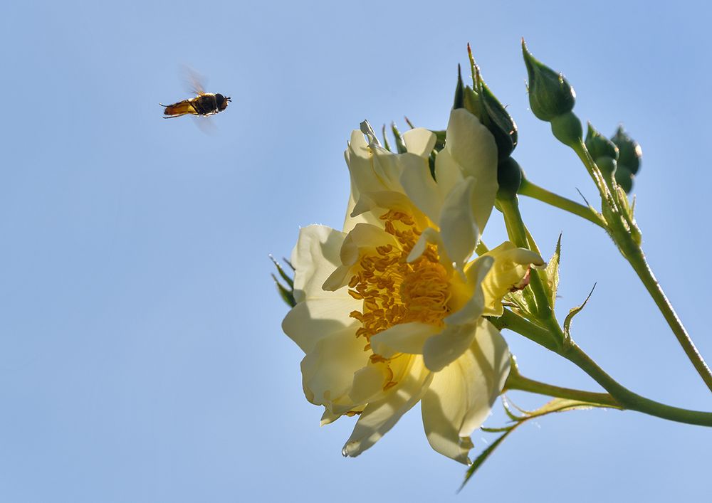 Schwebfliege setzt zur Landung auf der "City of York" an