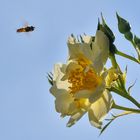 Schwebfliege setzt zur Landung auf der "City of York" an