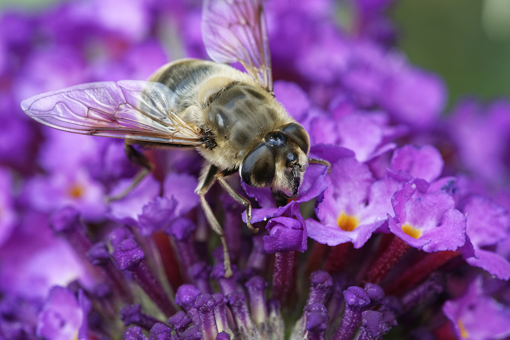 Schwebfliege Sommerflieder