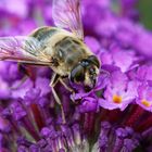 Schwebfliege Sommerflieder