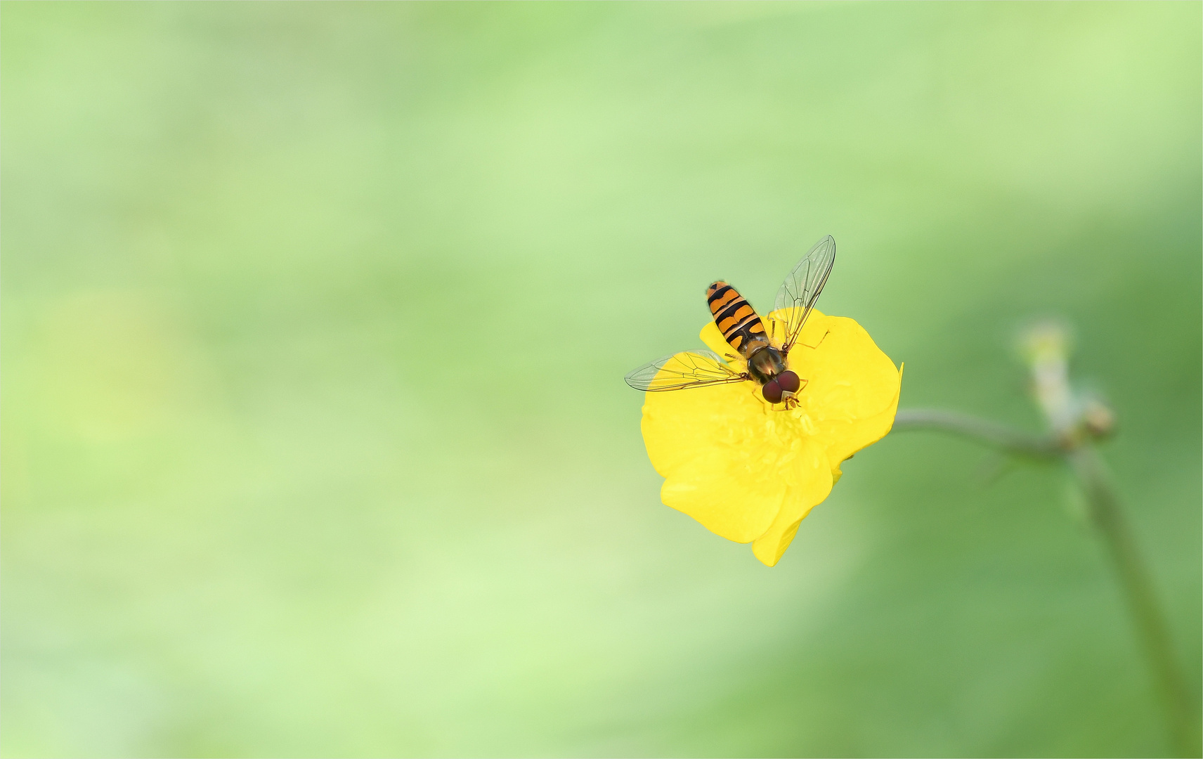 *Schwebfliege & Sommer°Herbstfeeling*