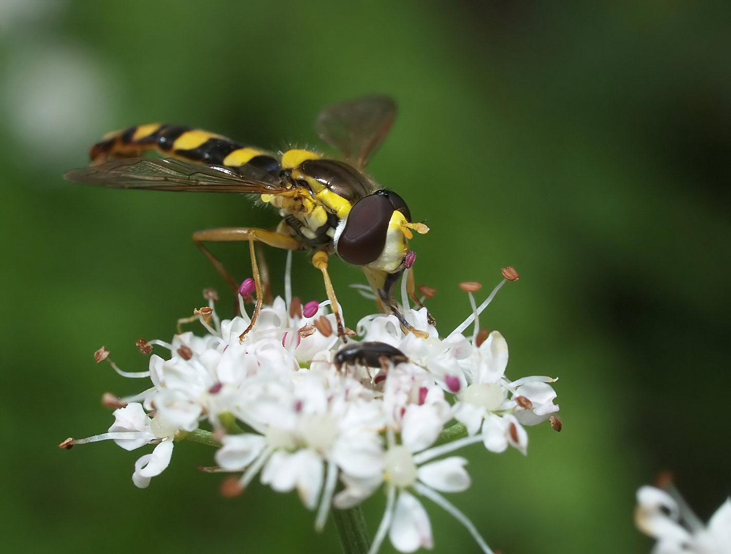 Schwebfliege ~ Sphaerophoria scripta