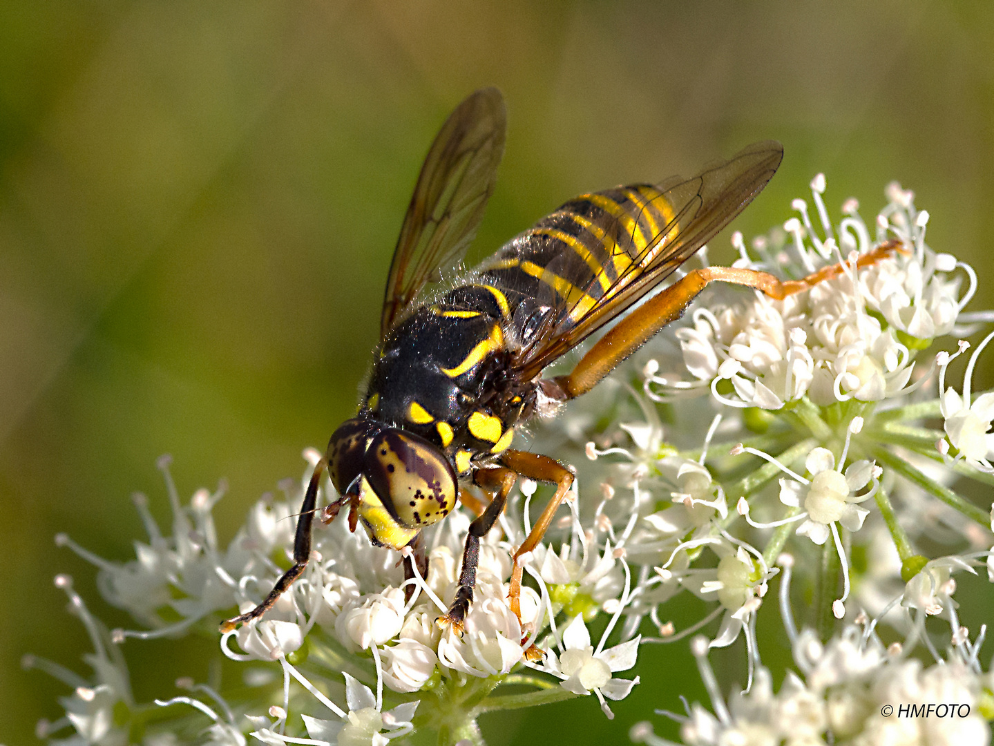 Schwebfliege Spilomyia manicata - Rote Liste,vom Aussterben bedroht