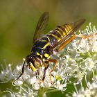 Schwebfliege Spilomyia manicata - Rote Liste,vom Aussterben bedroht