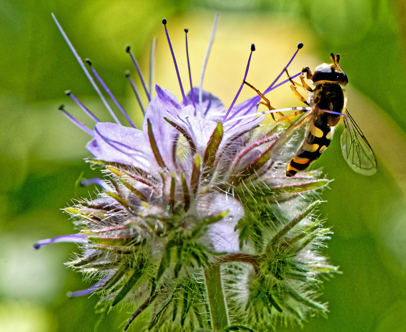 Schwebfliege, Spitzentanz auf Blütenpollen 2