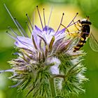 Schwebfliege, Spitzentanz auf Blütenpollen 2