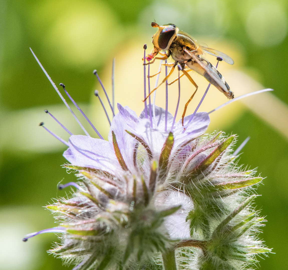 Schwebfliege, Spitzentanz auf Blütenpollen