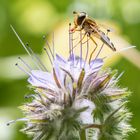 Schwebfliege, Spitzentanz auf Blütenpollen