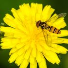 Schwebfliege (Syrphidae)