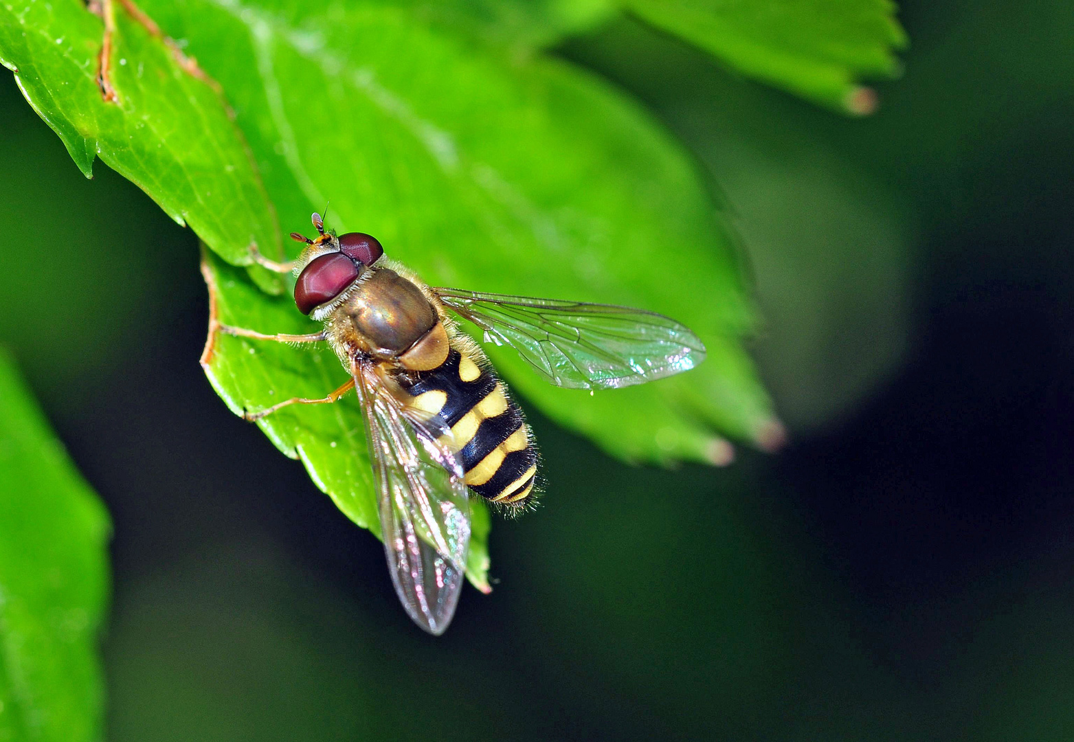 Schwebfliege (Syrphidae)