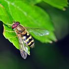 Schwebfliege (Syrphidae)