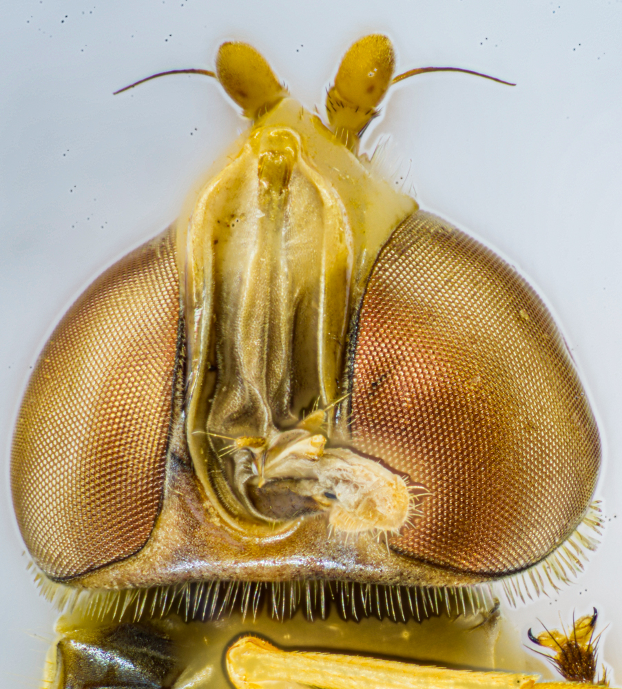 Schwebfliege (Syrphidae)