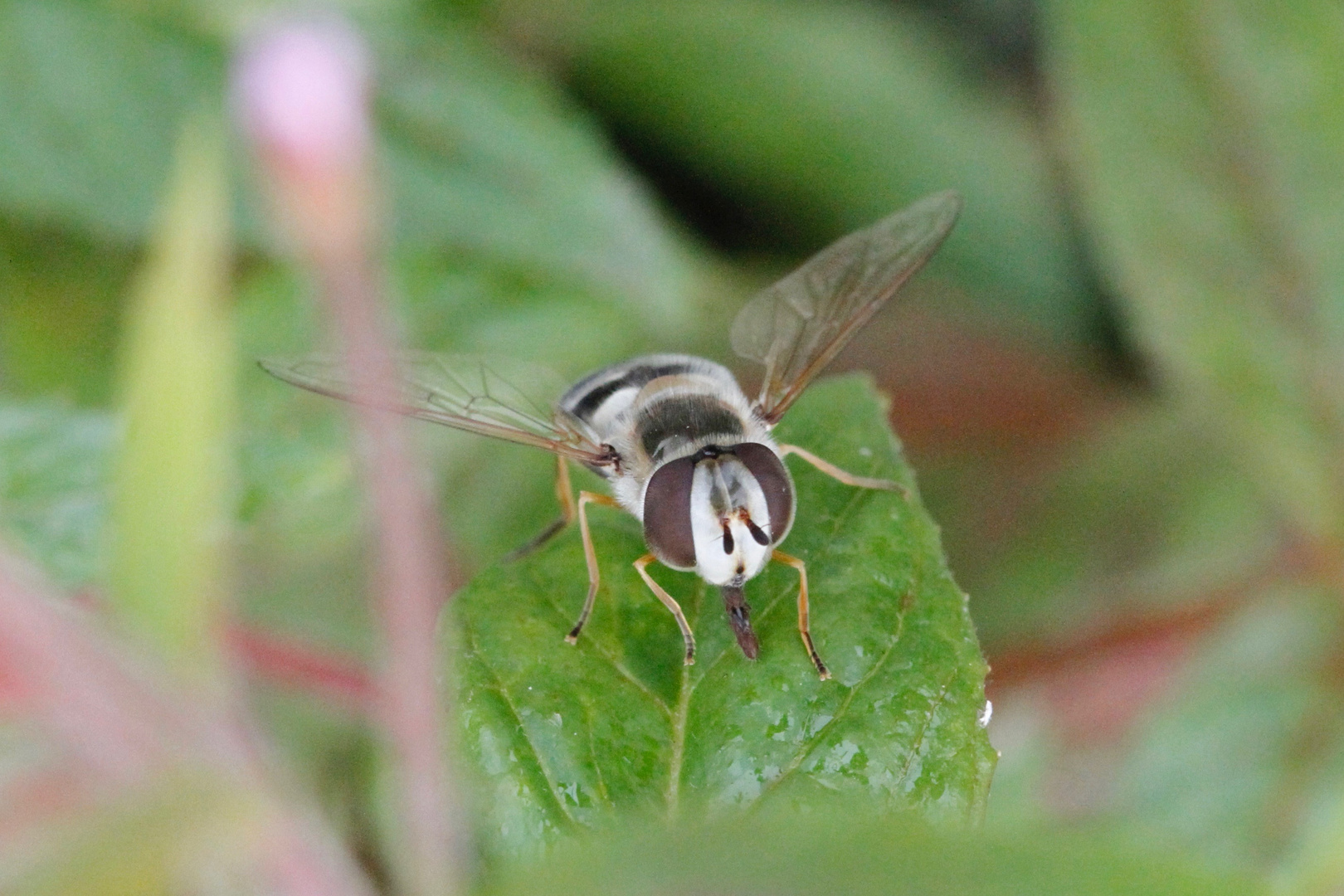 Schwebfliege  -  Syrphidae