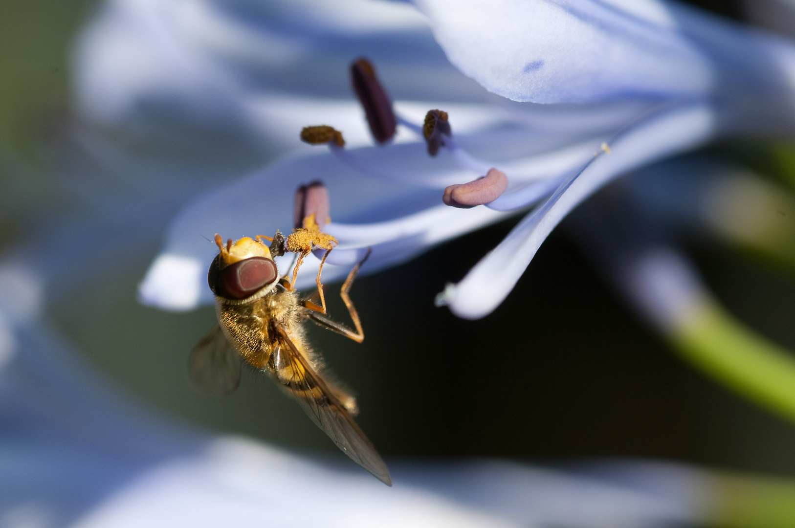 Schwebfliege (Syrphidae)