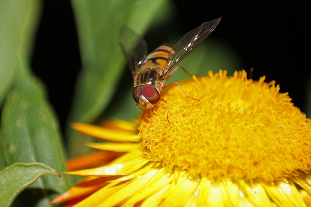 Schwebfliege (Syrphidae)