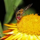 Schwebfliege (Syrphidae)