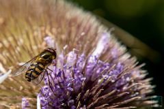 Schwebfliege (Syrphidae)