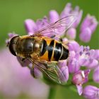 Schwebfliege (Syrphidae)