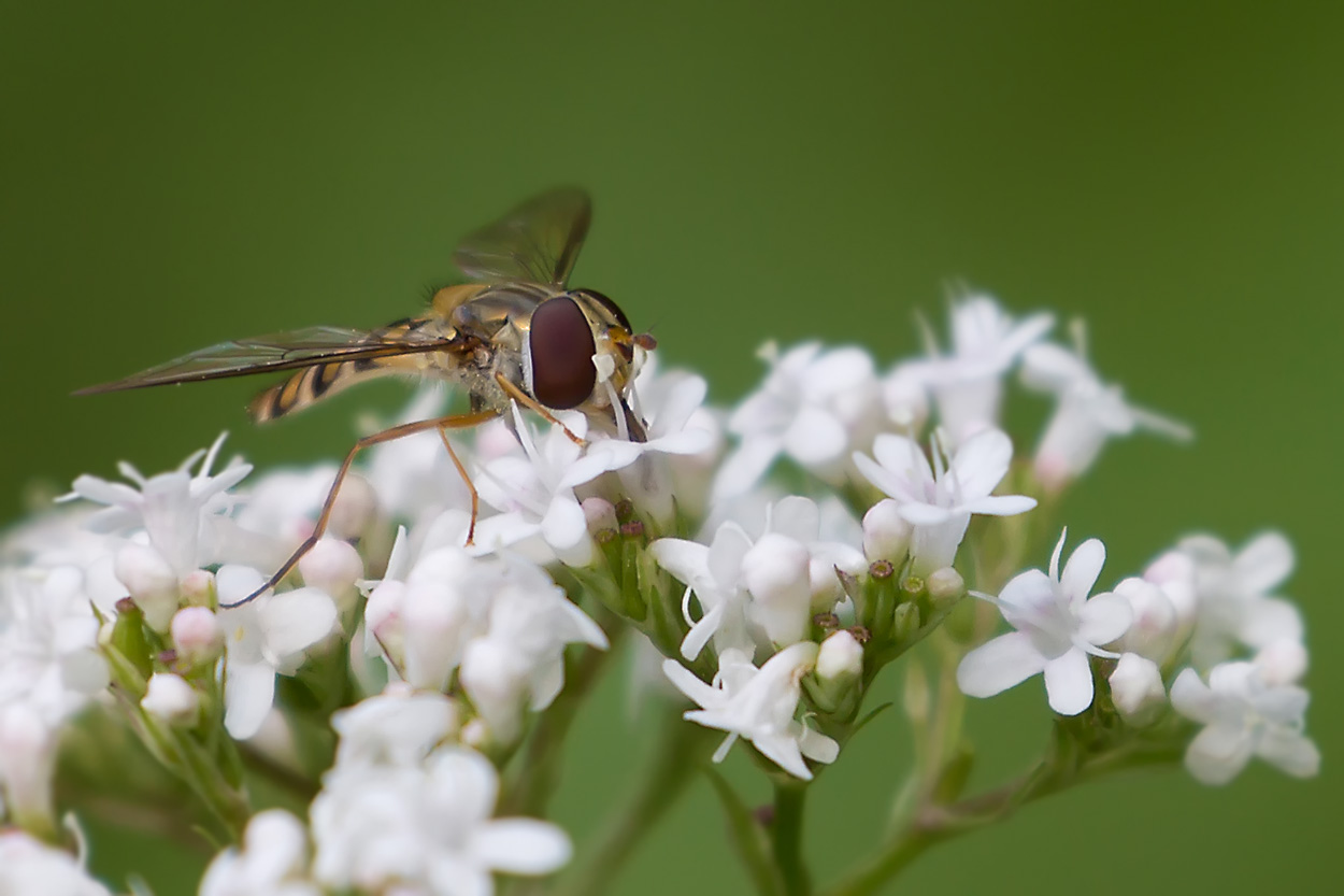 Schwebfliege (Syrphidae)