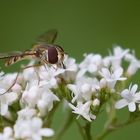 Schwebfliege (Syrphidae)