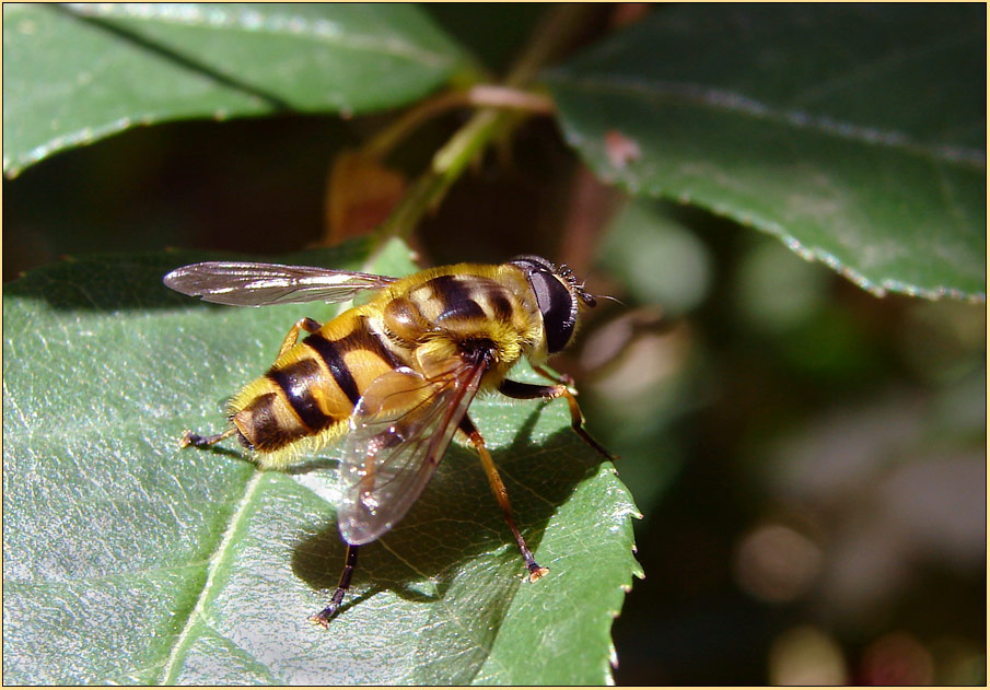 ~~~~ Schwebfliege (Syrphidae) ~~~~