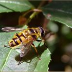 ~~~~ Schwebfliege (Syrphidae) ~~~~