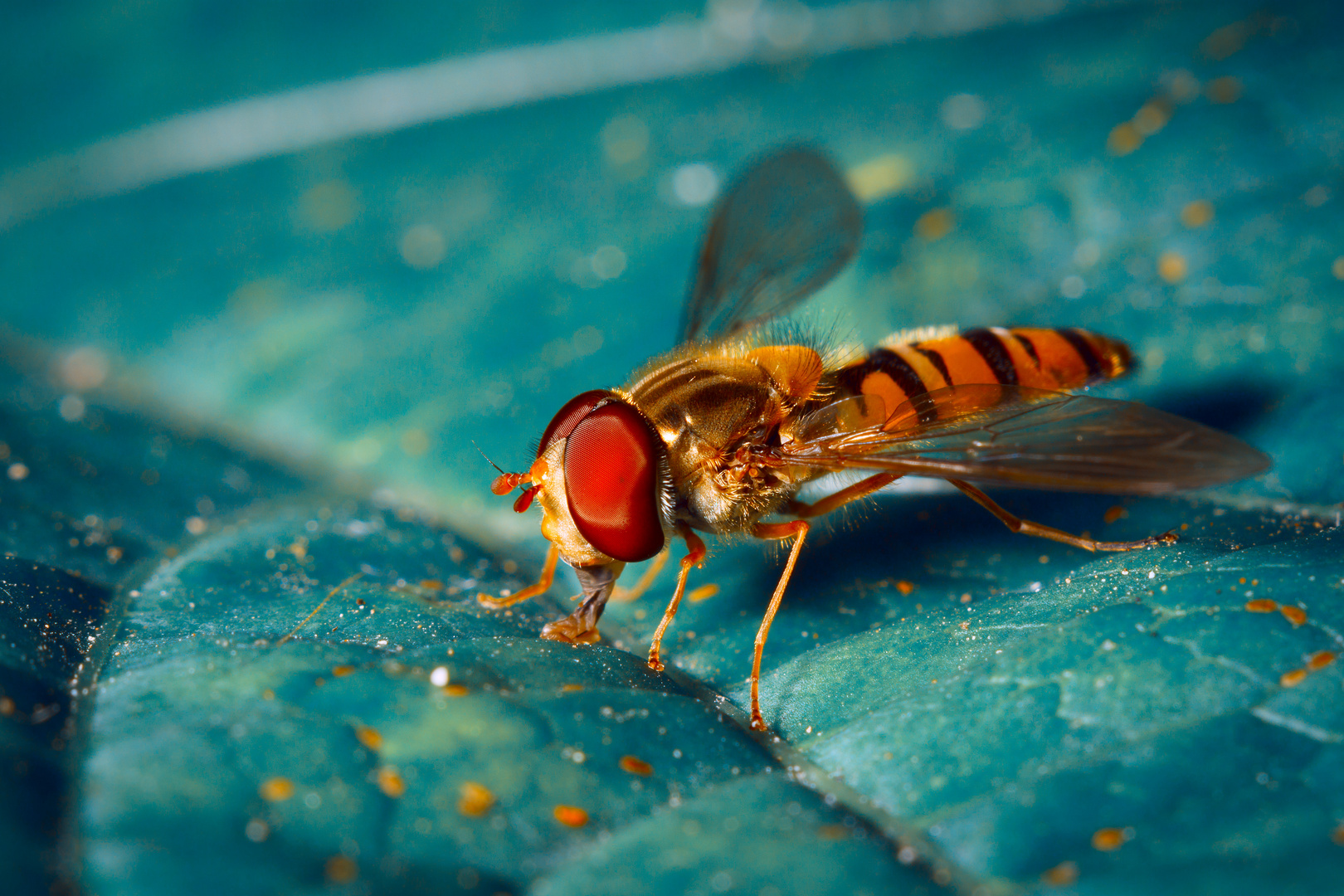 Schwebfliege (Syrphidae)