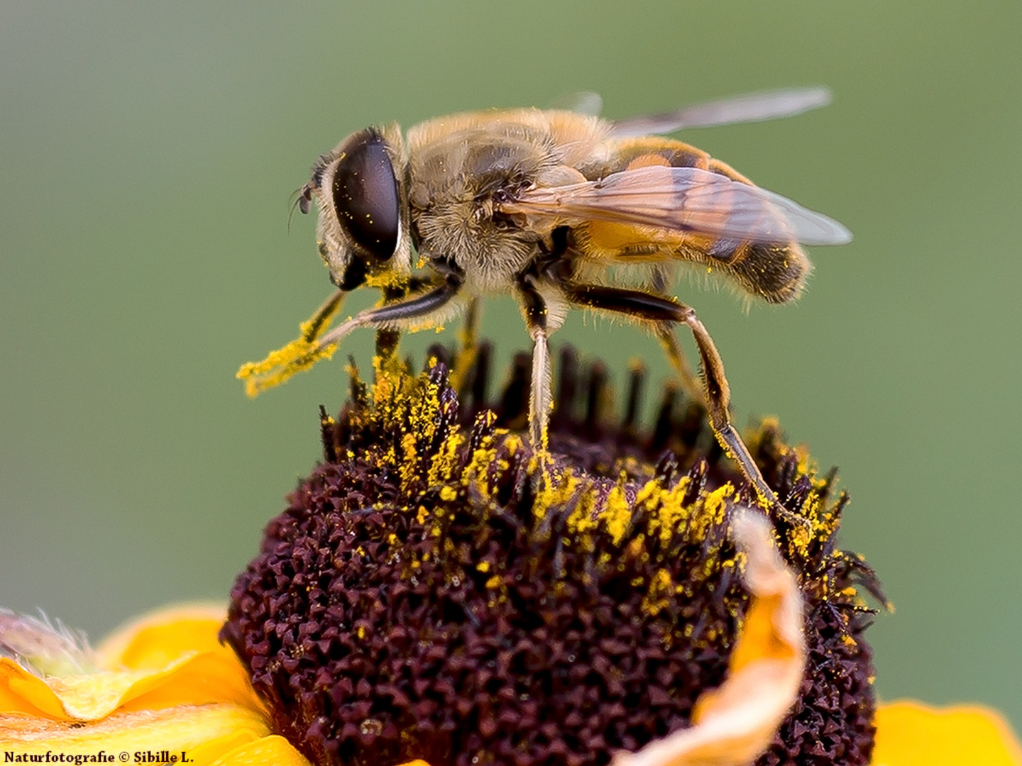 Schwebfliege (Syrphidae)