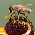 Schwebfliege (Syrphidae)